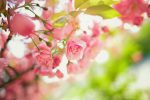 19479__pink-flowers-on-the-branches-of-a-tr_p.jpg